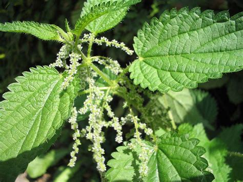 what is alingatong tree|STINGING NETTLE .
